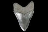 Serrated, Fossil Megalodon Tooth - Georgia #111514-2